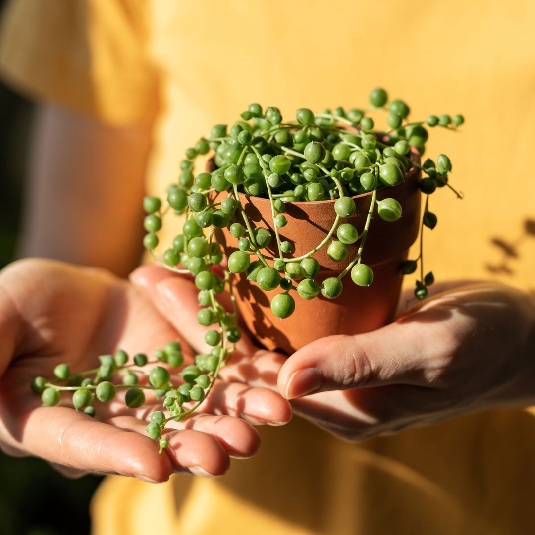 String of Pearls