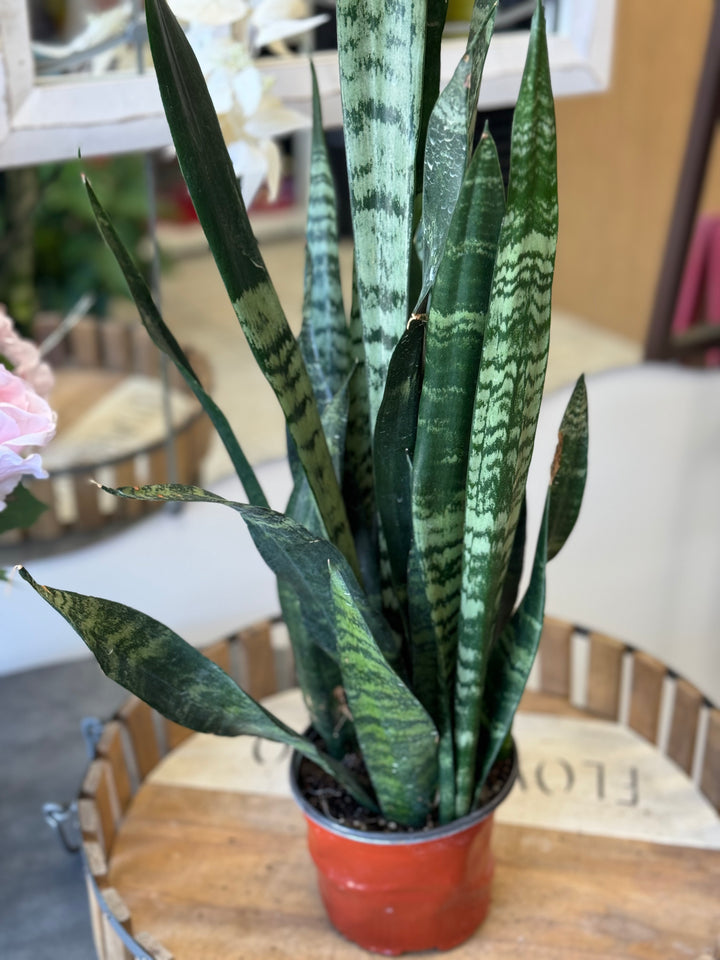 Sansevieria Snake Plant