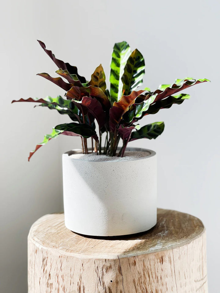 Calathea