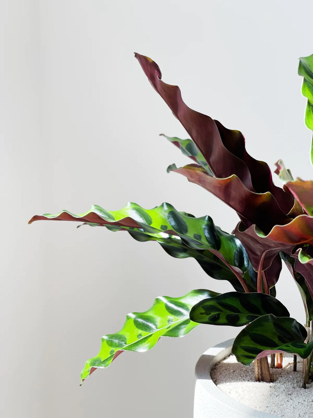 Calathea