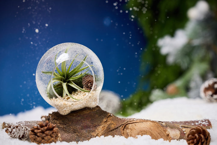 Cirque Air Plant Snow Globe
