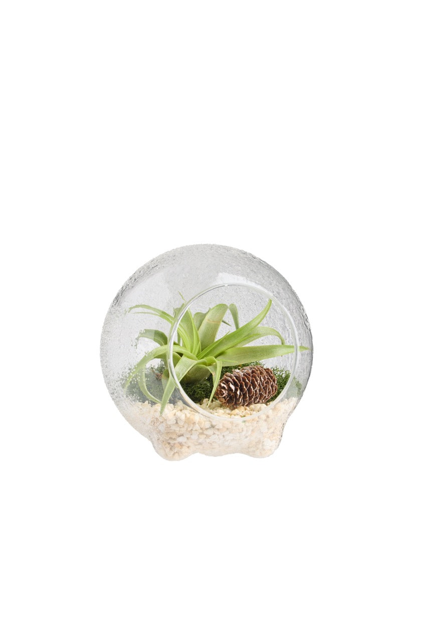 Cirque Air Plant Snow Globe