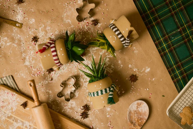 Drury Lane Gingerbread Succulent