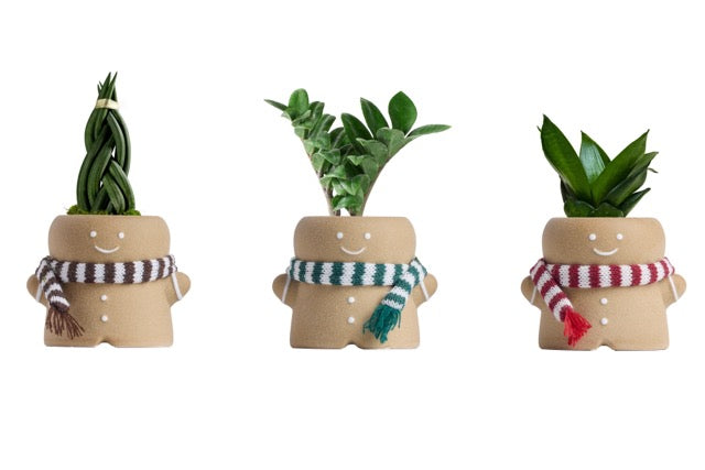 Drury Lane Gingerbread Succulent