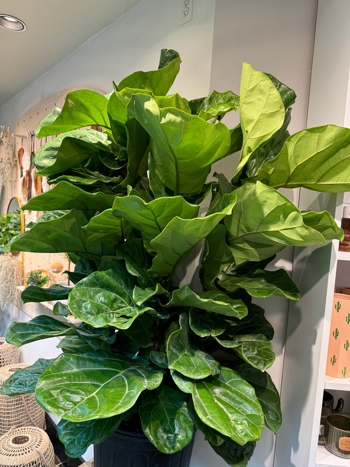 Fiddle Leaf Fig