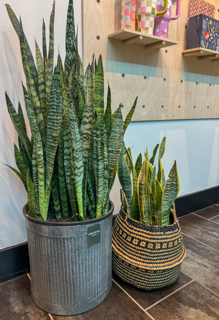 Sansevieria Snake Plant