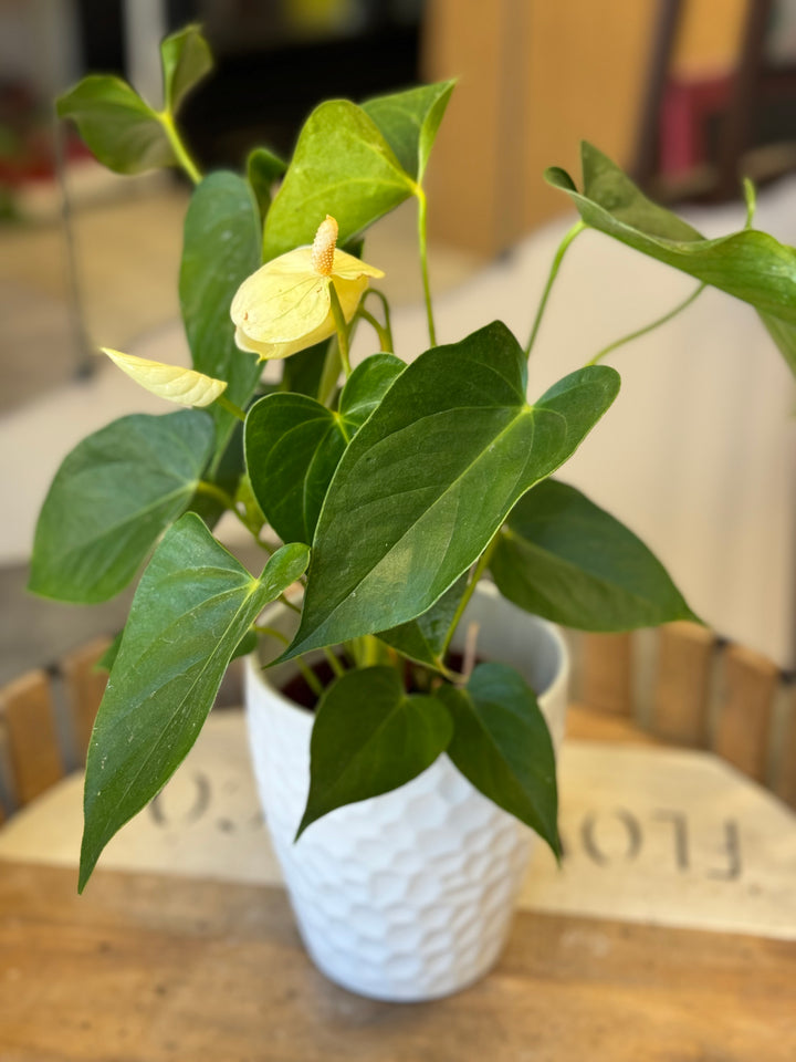 Bright Anthurium