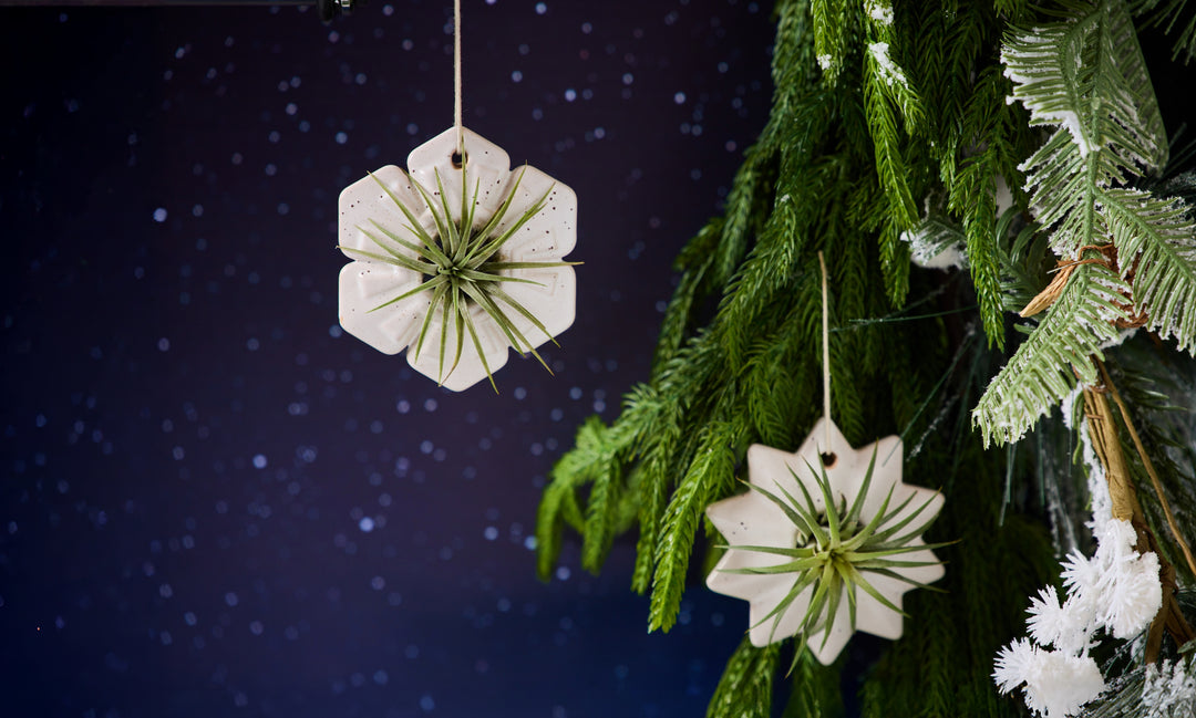 Decorative white ornaments with an air plant hanging on Christmas greens