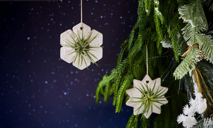 Decorative white ornaments with an air plant hanging on Christmas greens