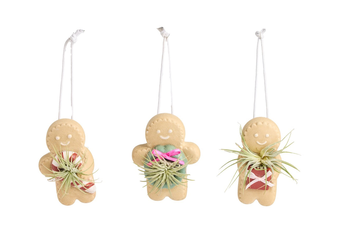 Ginger Snap Air Plant Ornament