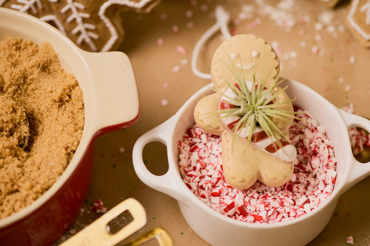 Ginger Snap Air Plant Ornament