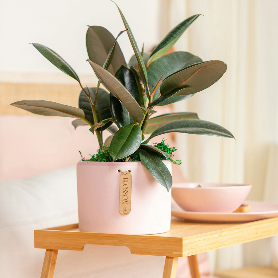 daphne indoor plant Daphne Potted Plant – Urban Botany