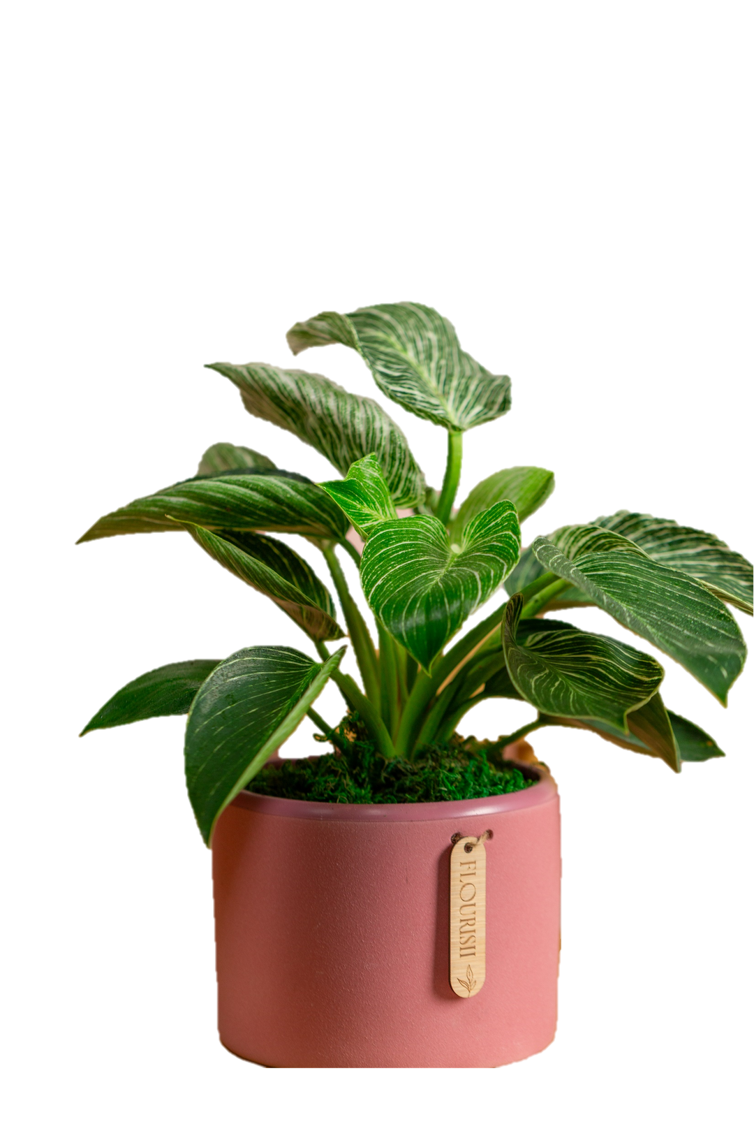 daphne indoor plant Daphne Potted Plant – Urban Botany