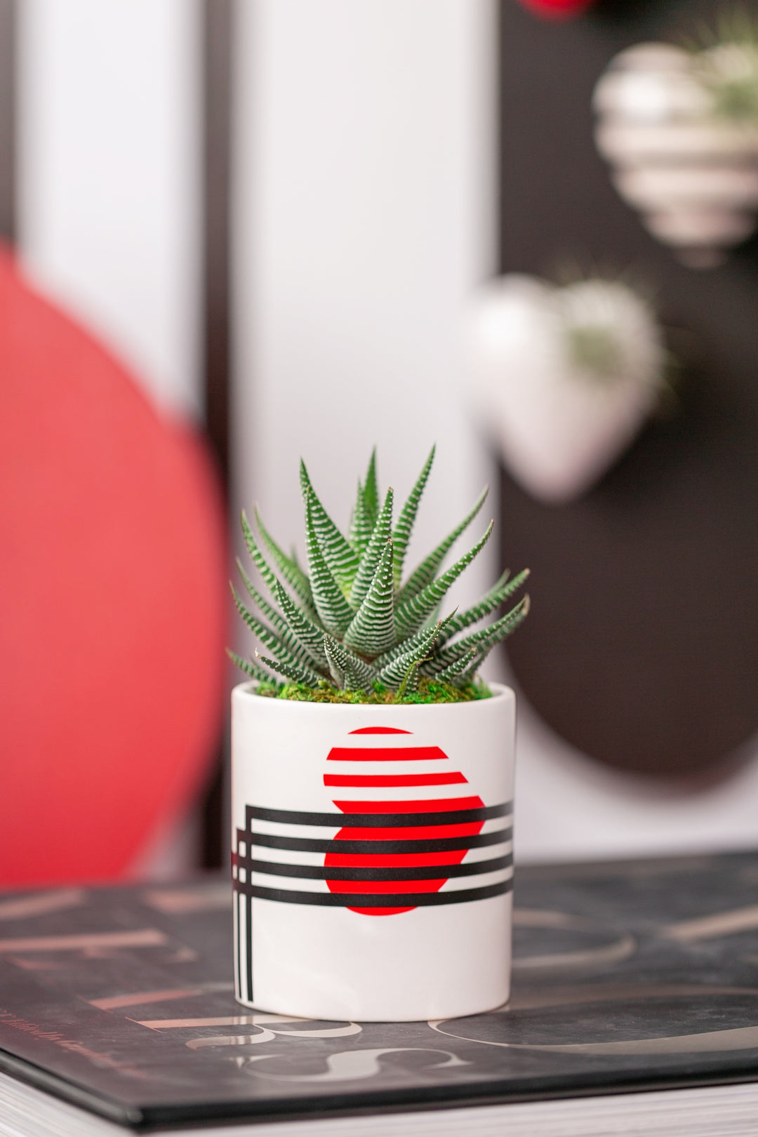 beating heart succulent Beating Heart Mini-Succulent – Urban Botany