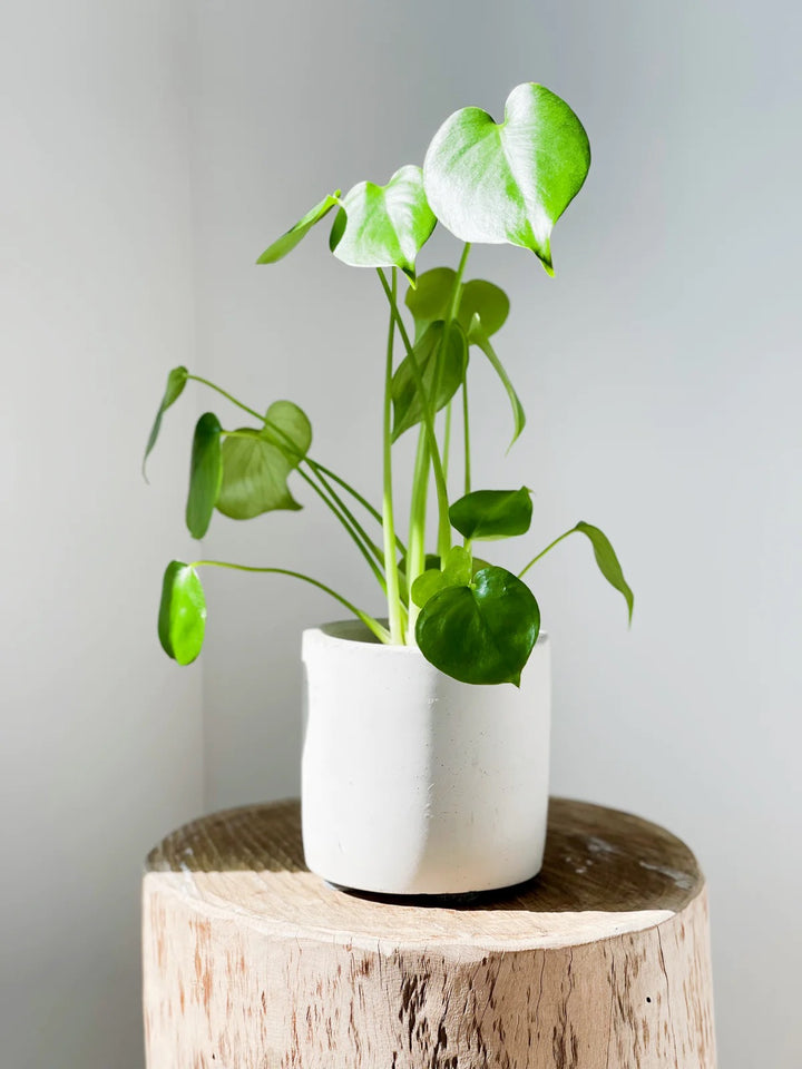 Monstera