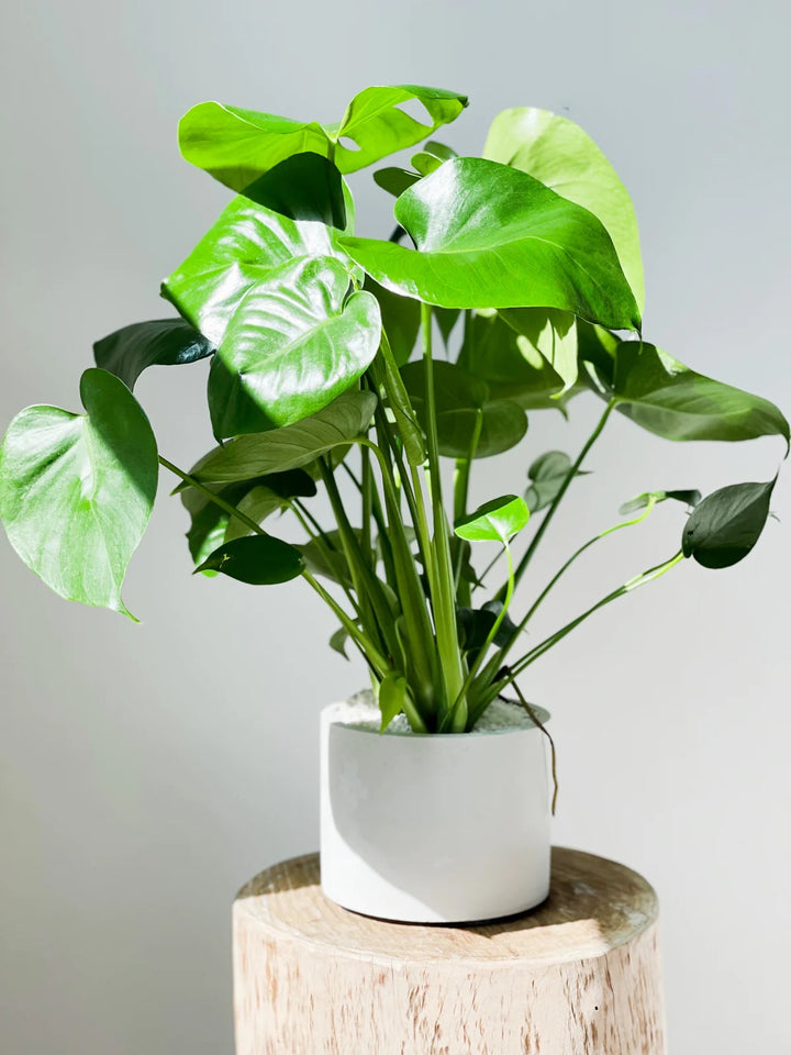 Monstera