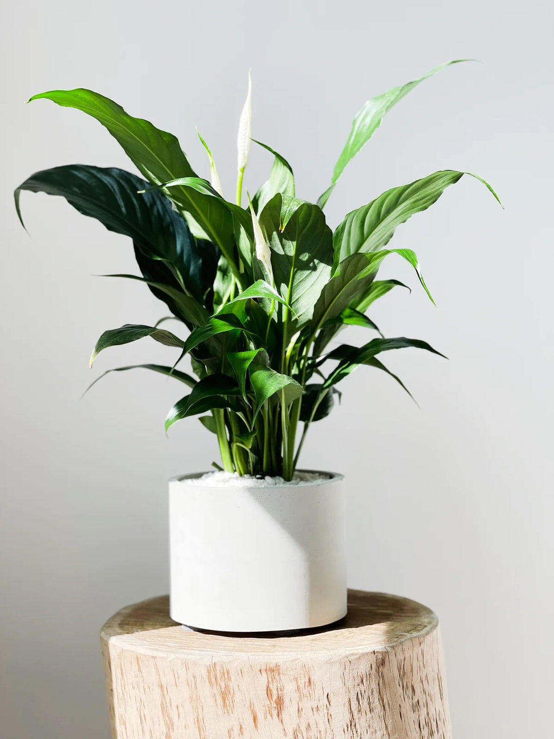 Peace Lily