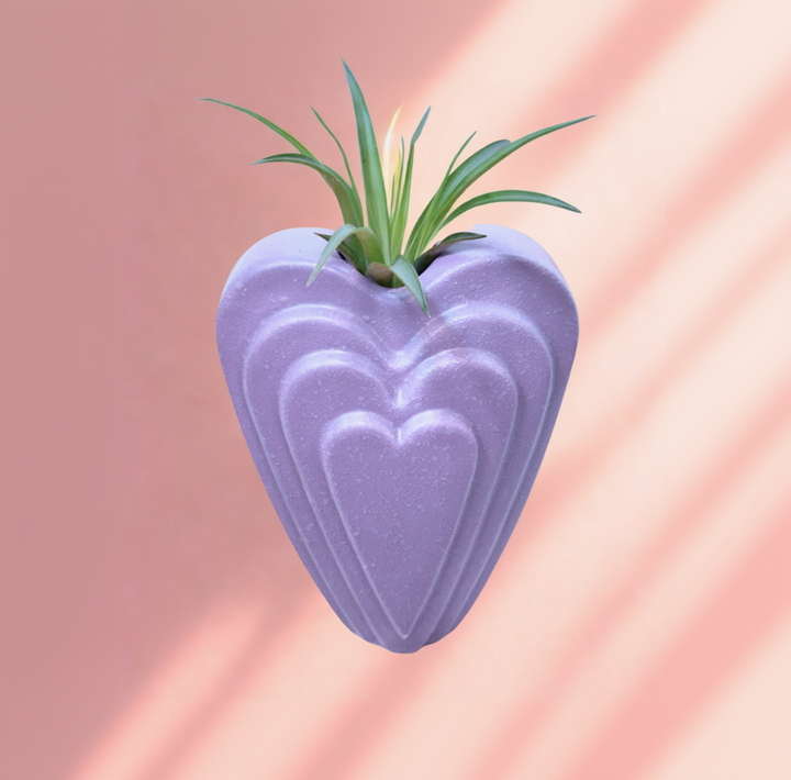 Candy Heart with Air Plant