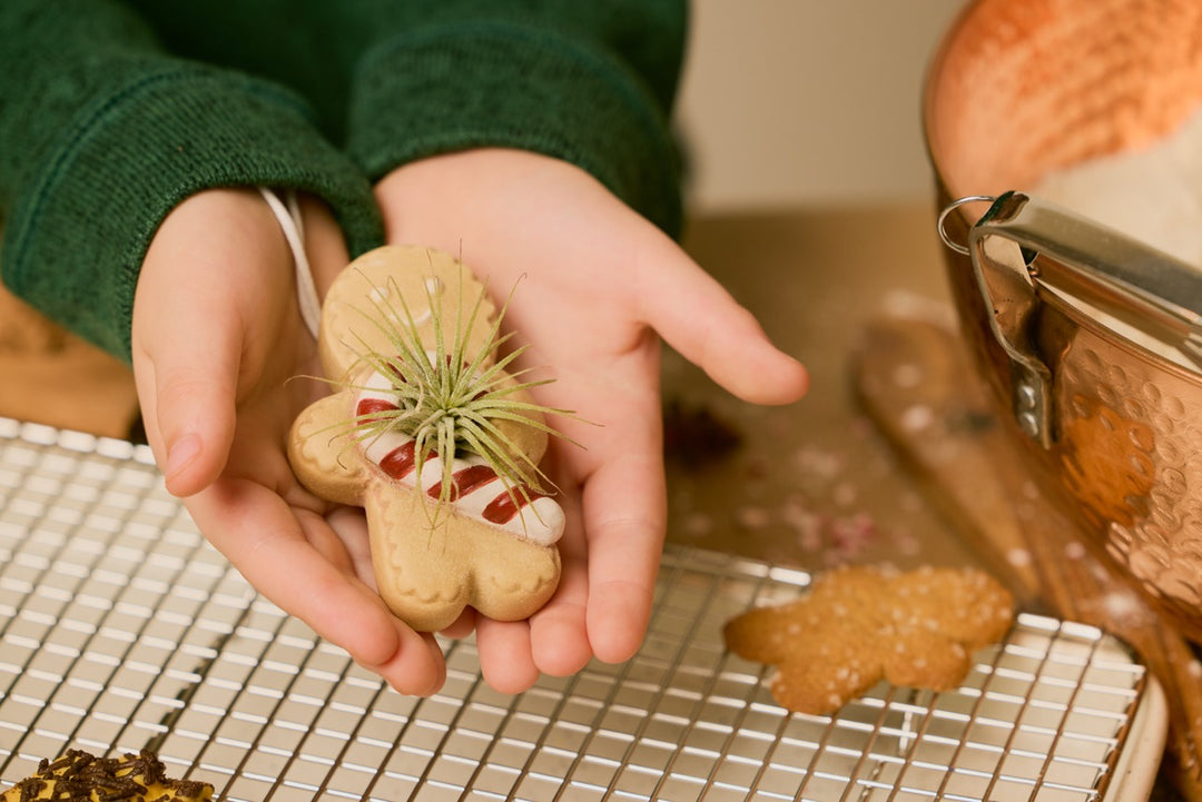 Ginger Snap Air Plant Ornament