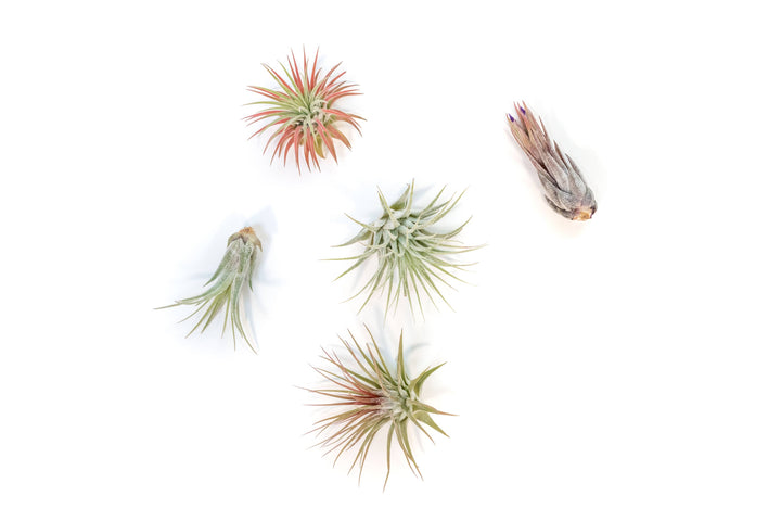 Tillandsia Air Plant Assorted