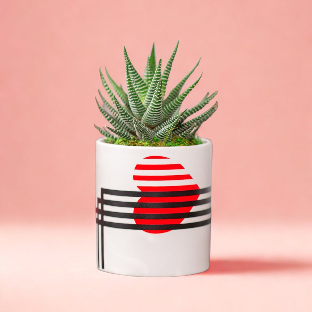 Cactus plant in a pot with a red and black design on a pink background