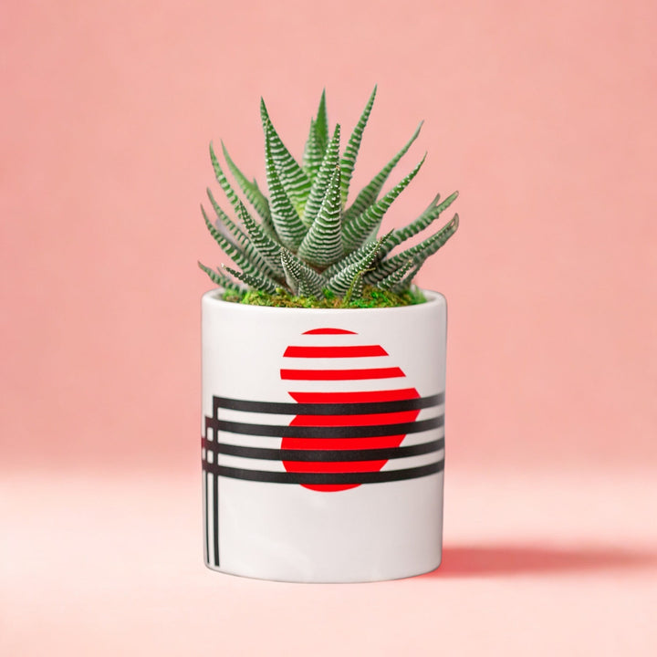 Cactus plant in a pot with a red and black design on a pink background