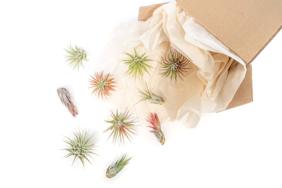 Tillandsia Air Plant Assorted