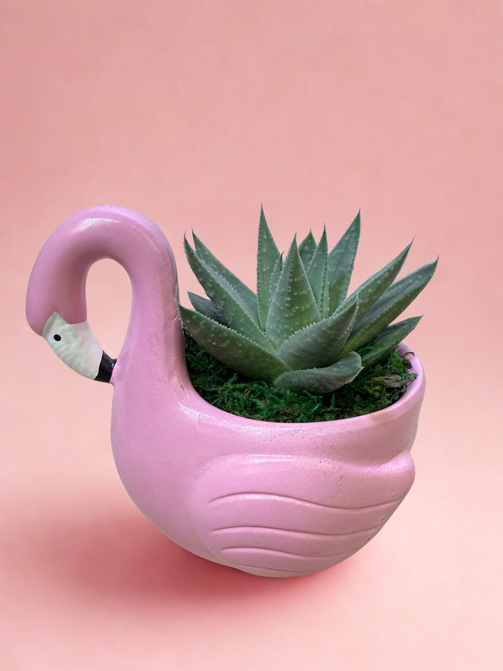 Let’s Flamingle Mini Succulent