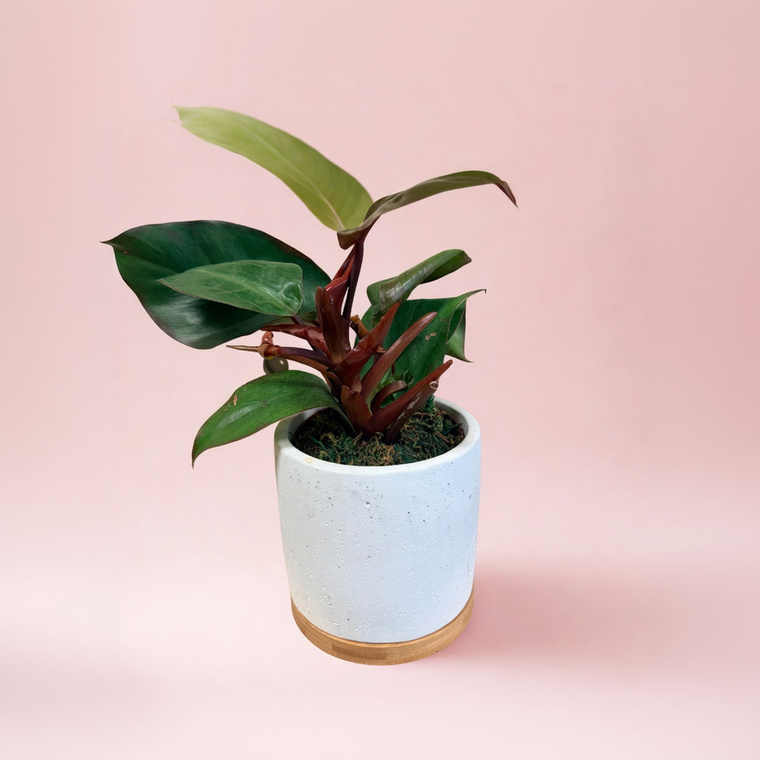 Potted plant with green leaves in a white pot on a pink background