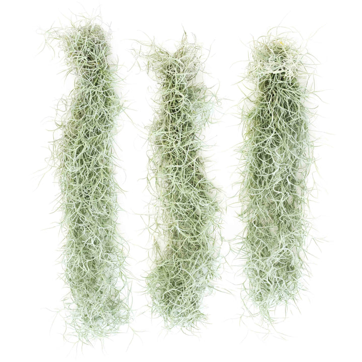 Colombia Thick Spanish Moss - Tillandsia Usneoides