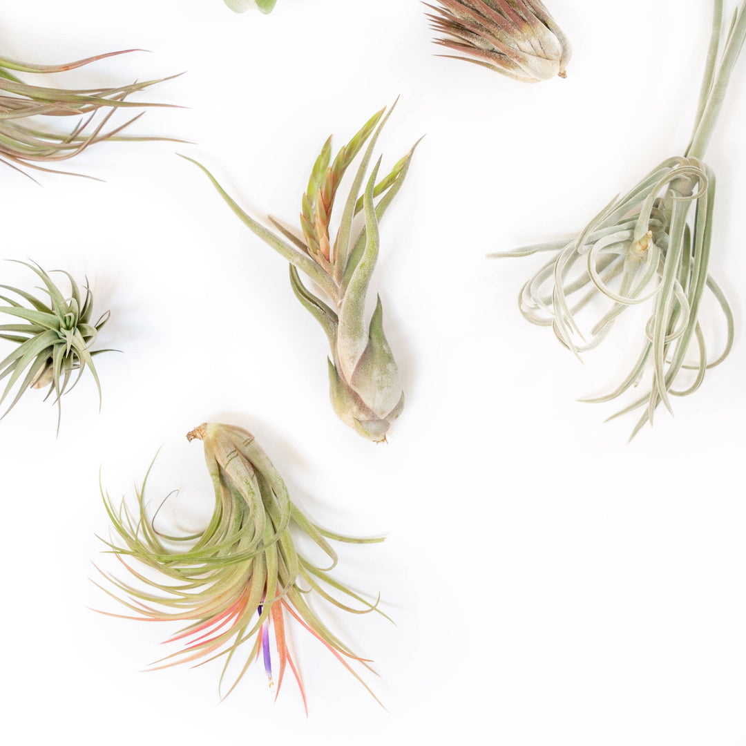 Tillandsia Air Plant Assorted