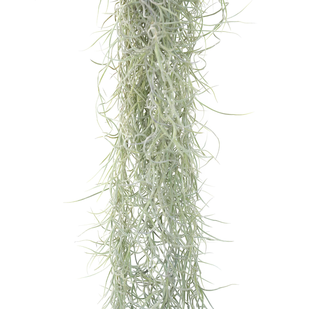 Colombia Thick Spanish Moss - Tillandsia Usneoides