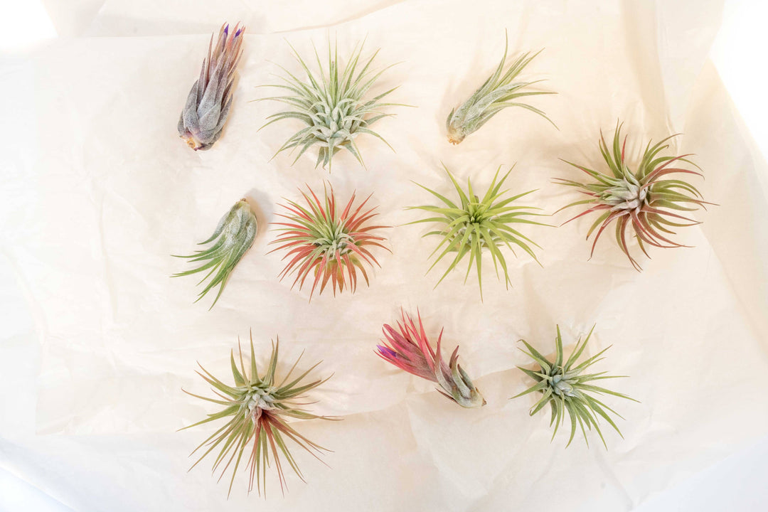 Tillandsia Air Plant Assorted