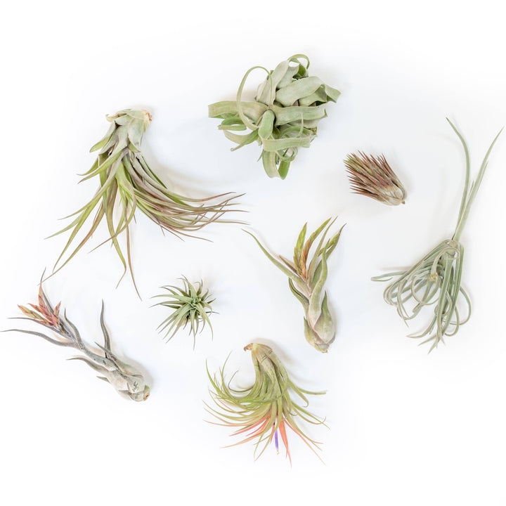 Tillandsia Air Plant Assorted