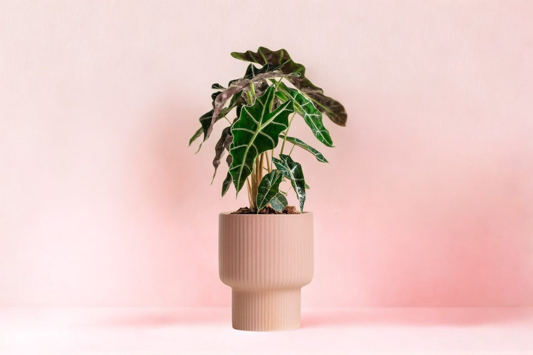 buy plants already potted Dazzling Assorted Potted Plant
