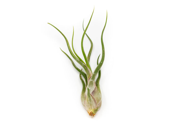 Tillandsia Air Plant Assorted